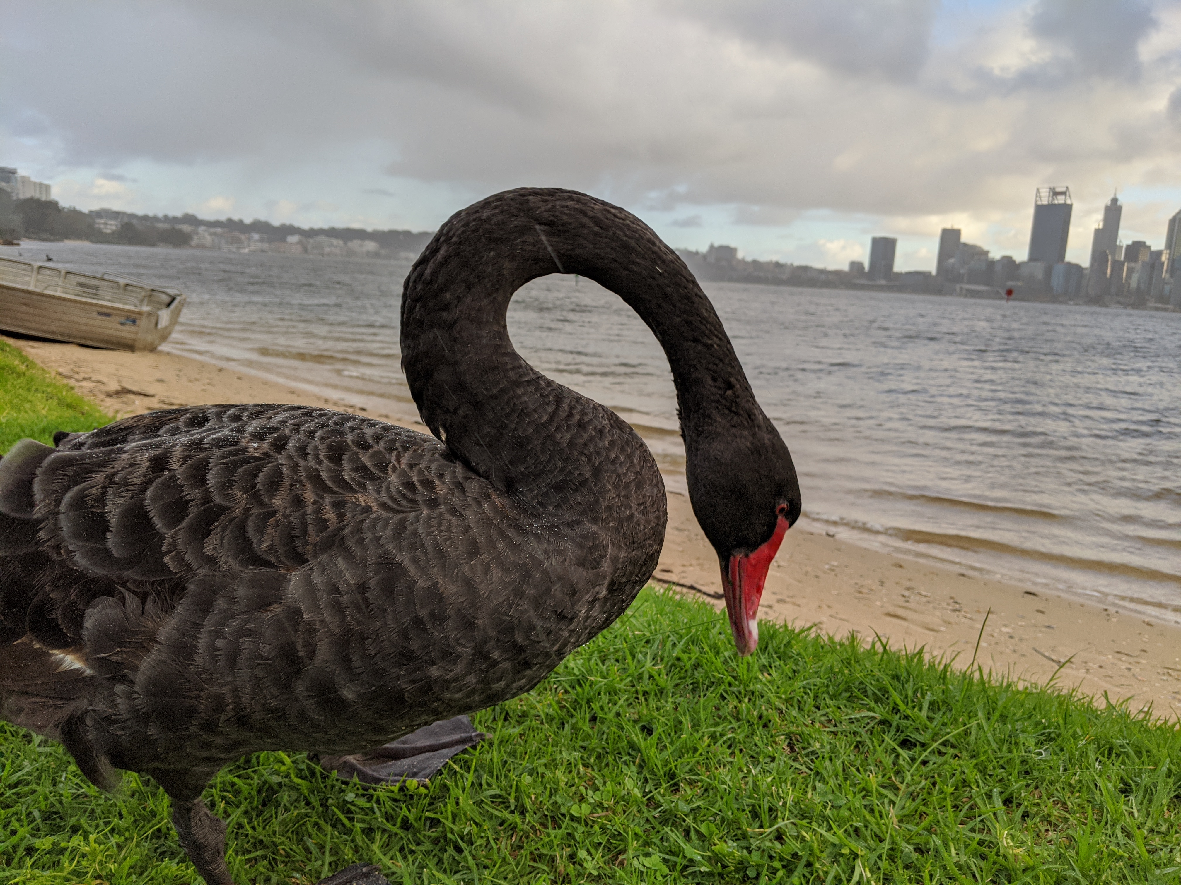 South Perth's Swan River Wins Big Under Cook Labor Government Commitment Main Image