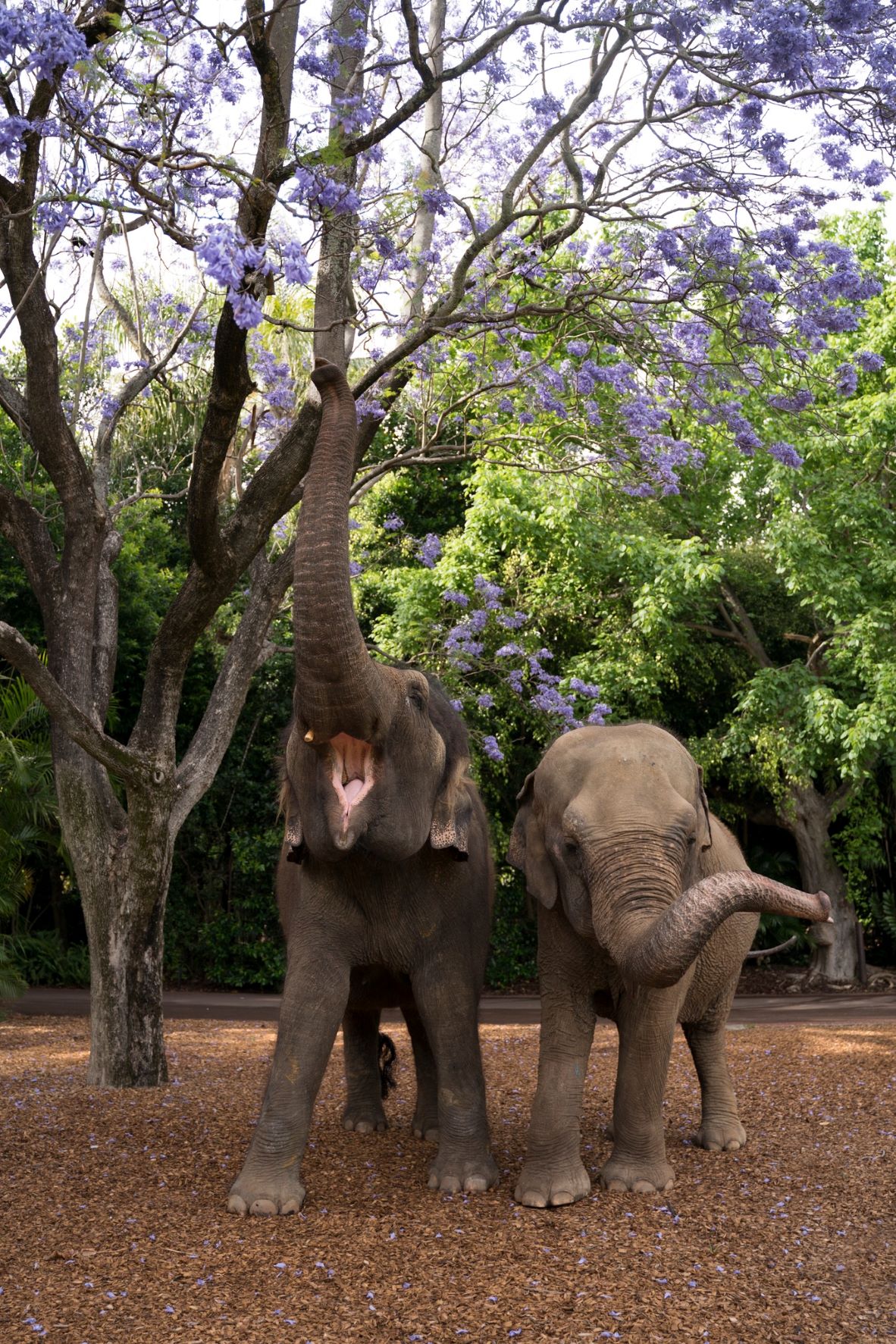 Tricia's Tree Main Image